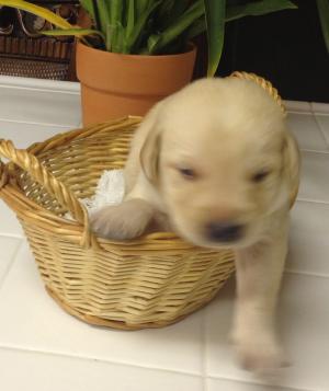 PurebredYellowAmericanLabPuppiesForSale